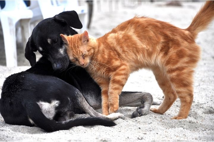 Jornada de vacunación Mascotas